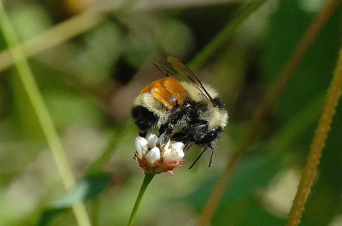 A tri-colored bumblebee (Bombus ternarius) is shown here.  Its identifying feature is the orange-colored first and second abdominal segments (called terga in bees and other arthropods). This orange band makes it one of the easiest species of bumblebee to identify. Milkweed and goldenrod are among its favorite food plants.